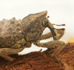 Poropterus ellipticus