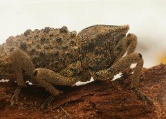 Poropterus ellipticus