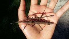 Hypocyrtus scythrus