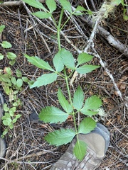 Cicuta douglasii