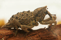 Poropterus ellipticus