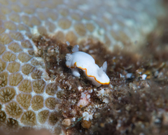 Goniobranchus verrieri