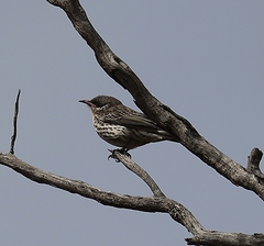 Acanthagenys rufogularis