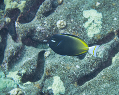 Acanthurus nigricans