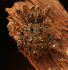 Neoporopterus varicosus