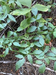 Cicuta douglasii