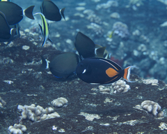 Acanthurus achilles
