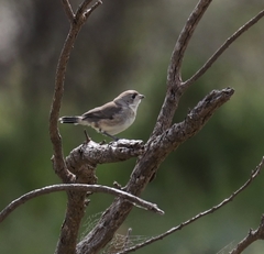 Aphelocephala leucopsis