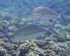 Caranx melampygus