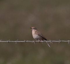 Anthus australis