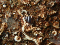 Eatoniella