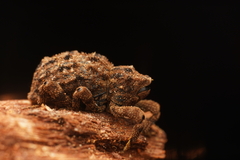 Neoporopterus varicosus