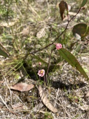 Thelymitra carnea