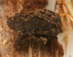 Neoporopterus varicosus