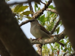 Passer diffusus stygiceps