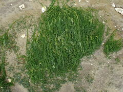Ulva compressa