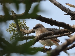 Passer diffusus stygiceps