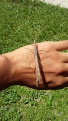 Metriophasma iphicles