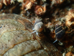 Eatoniella