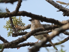 Passer diffusus stygiceps
