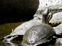 Trachemys venusta cataspila