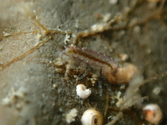 Amphipoda