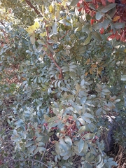 Pistacia terebinthus