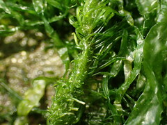 Ulva compressa