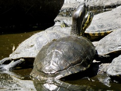 Trachemys venusta cataspila