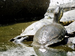Trachemys venusta cataspila