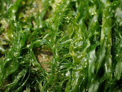 Ulva compressa