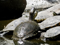 Trachemys venusta cataspila
