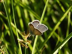 Plebejus argus