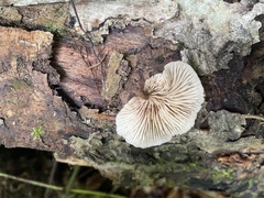 Lentinellus flabelliformis