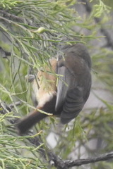 Pachycephala fuliginosa