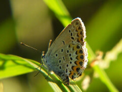 Plebejus argus