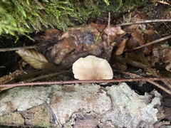 Lentinellus flabelliformis