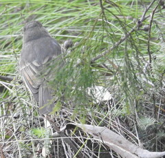 Pachycephala fuliginosa
