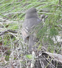 Pachycephala fuliginosa