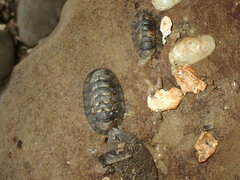 Sypharochiton pelliserpentis