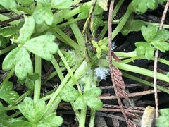 Hydrocotyle foveolata