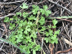 Hydrocotyle foveolata