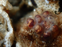 Buccinoidea