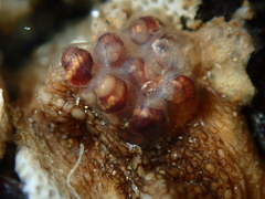 Buccinoidea