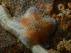 Patiriella regularis