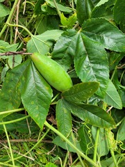 Passiflora tarminiana