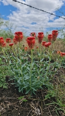 Pimelea haematostachya