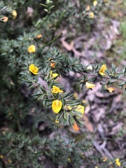Pultenaea pedunculata