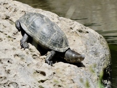 Kinosternon integrum