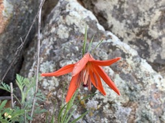 Lilium pumilum